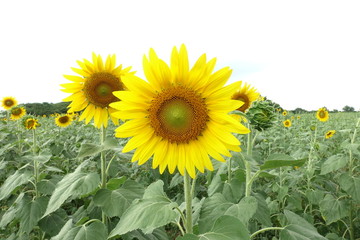 CLOSE UP OF SUNFLOWER IN THE FIELD