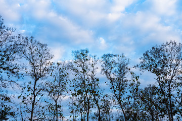 Silhouette tree with sky and cloud background.