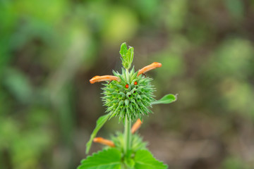 Close up of Hallow stalk flower.