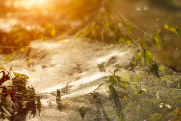 Macro spider web on leaves with sunlight.