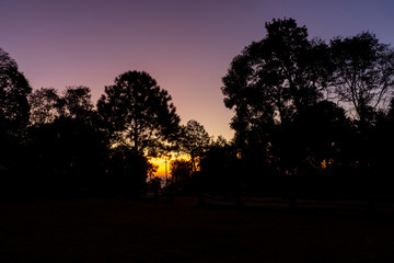silhouette tree in the morning sky.
