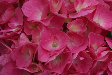 Obraz premium texture rose