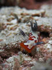 Underwater close-up photography of a creamy chromodoris.