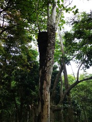 Fototapeta premium Black River Nationalpark Tamarin Mauritius
