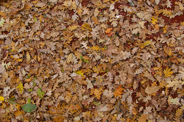 dry leaves on the ground. background of fallen oak leaves