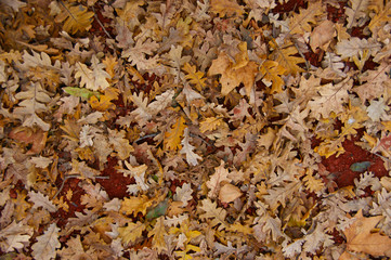 dry leaves on the ground. background of fallen oak leaves