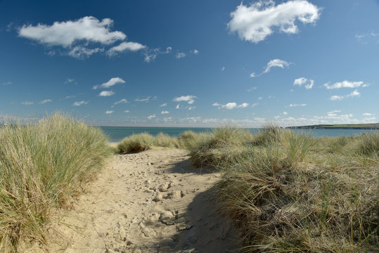 Heather trail near Studland beach on Dorset coast
