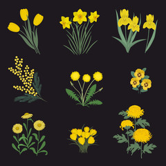 Collection of yellow flowers on a black background. There are daffodils, mimosa, tulips, dandelions, chrysanthemums, asters, pansies, irises and crocuses in the picture. Vector illustration.
