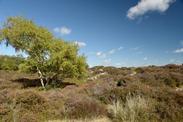 Obraz premium Heather trail near Studland beach on Dorset coast