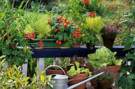 Légumes et plante aromatique sur un balcon