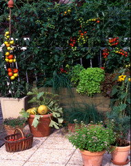 Légumes et plantes aromatiques sur un balcon