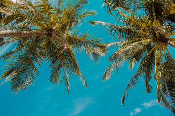 Fototapeta na wymiar Tall palm trees against the sky, copy space. Tropical landscape