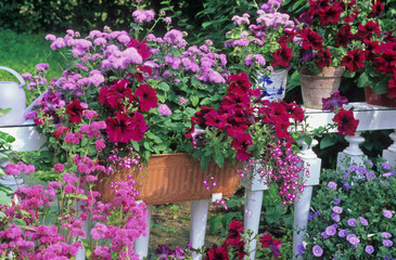 Fleurs rose et pourpre sur un balcon