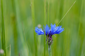 Kornblume im Getreidefeld
