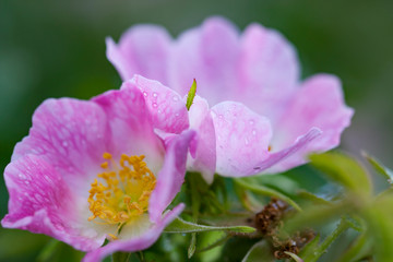 Obraz premium Heckenrose im Morgentau