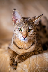 Savannah F1, spotted wild cat