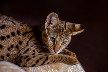 Savannah F1, spotted wild cat