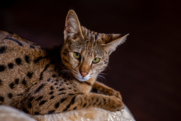 Savannah F1, spotted wild cat