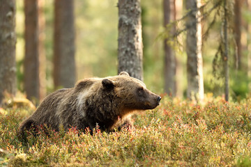 bear resting in forest