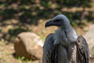 A portrait of a White-backed Vulture.