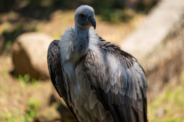 A portrait of a White-backed Vulture.
