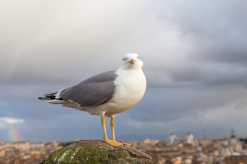 Seagull and panorama of Rome,Italy