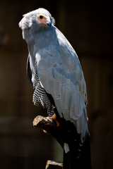 An African Harrier Hawk perched in an aviary.