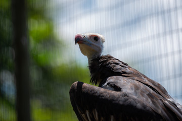 A White-headed Vulture in a bird sanctuary.