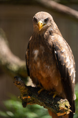 A portrait of a Yellow Billed Kite.