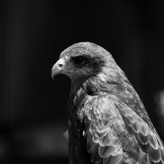 A portrait of a Yellow Billed Kite.