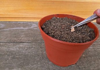 Sowing a seed in potting soil with Copy space