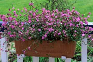 Silène en jardinière