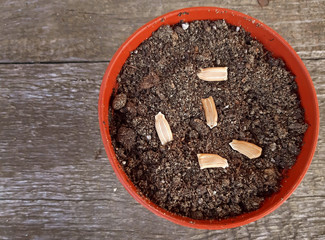 Some seeds planted above the potting soil