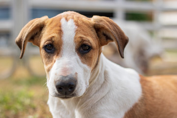Young sad looking jack russel terrier puppy portrait although he was very happy 