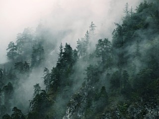 Cloudy forest
