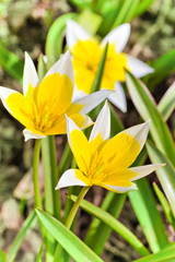 Yellow and White Tulip blossoming in garden on natural background, Tulip Tarda, late tulip