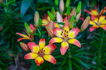 Close-up of Colorful Lily flower in garden.