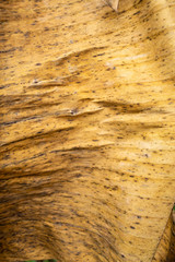 Dry and Withered banana leaf texture, Close up & Macro shot, Abstract pattern background, Thai fruit