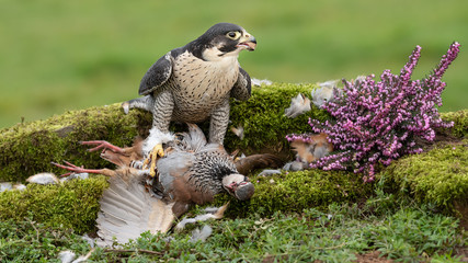 A peregrine with its prey of a partridge is looking for other predators to the right. It has food in its beak