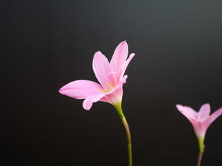 Pink rain lily flowers blooming on black background. Scientific name is Zephyranthes.