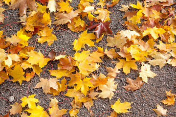 Colorful autumn maple leaves on walkway in Finland.