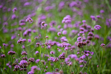 Obraz premium Verbena Bonariensis flowers, Purple flowers in blurred background, Selective focus, Abstract graphic design
