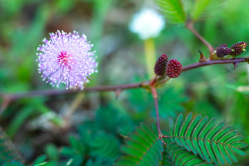 Sensitive plant, Sleepy plant, The touch-me-not, Mimosa pudica plants and  purple flower, Red Fruits, Close up & Macro shot, Selective focus, Abstract background