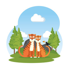 african tigers couple in the landscape
