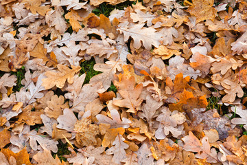 Wet fallen oak leaves with water drops on ground in forest.