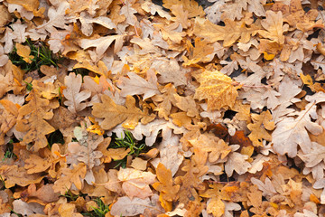 Wet fallen oak leaves with water drops on ground in forest.