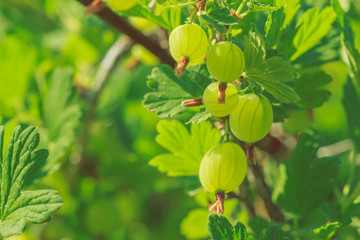 Gooseberry berries beautiful background in the greenery of the shrub in the garden