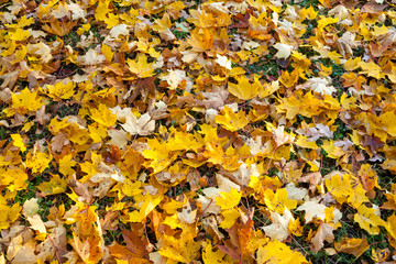 Texture of colorful yellow and red autumn maple leaves on grass.