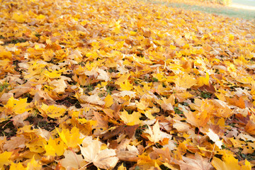 Texture of colorful yellow and red autumn maple leaves on grass.