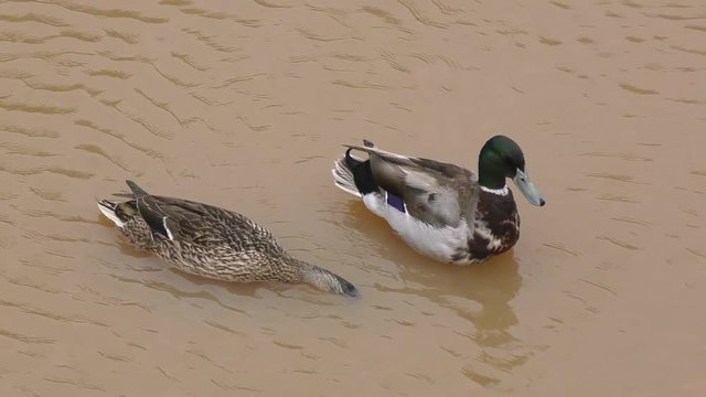 pictorial close image busy duck and drake look for food at bottom of reservoir with rippling muddy water